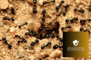 شركة مكافحة حشرات في مسافي 0525250268 بخصم 60%