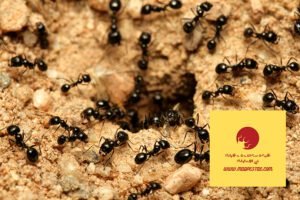 شركة مكافحة النمل في دبي 0525250268 بخصم 17%