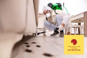 شركة مكافحة حشرات في كلباء