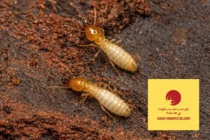 شركة مكافحة الرمة في دبي 0525250268 بخصم 5%